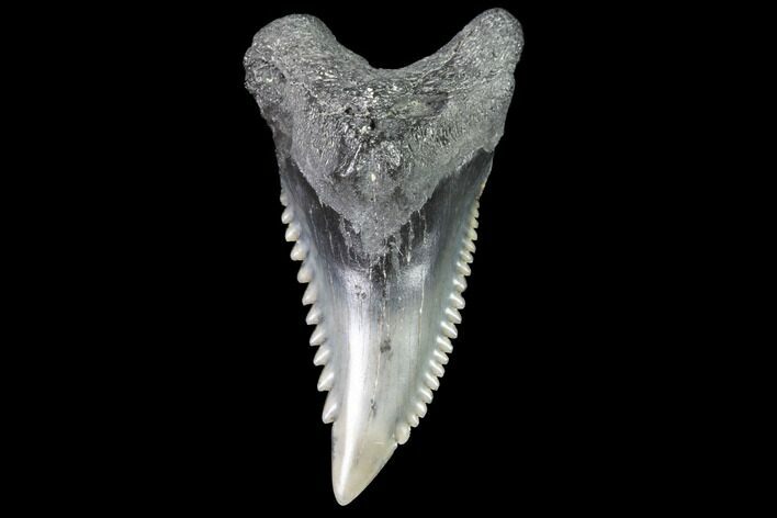 Hemipristis Shark Tooth Fossil - Virginia #91737